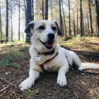 Jack Russell Terrier, Köpek  Bonbon fotoğrafı