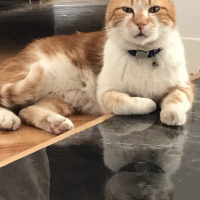 Tekir Kedi, Kedi  Mercan fotoğrafı