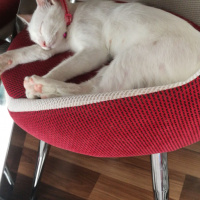 Ankara Kedisi, Kedi  Şila fotoğrafı