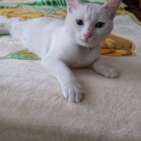 Ankara Kedisi, Kedi  Şila fotoğrafı