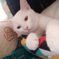 Ankara Kedisi, Kedi  Şila fotoğrafı