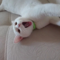 Ankara Kedisi, Kedi  Şila fotoğrafı