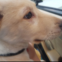 Sokö (Sokak Köpeği), Köpek  Çiko fotoğrafı