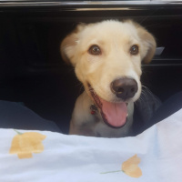 Sokö (Sokak Köpeği), Köpek  Çiko fotoğrafı
