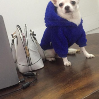 Maltese, Köpek  Arya fotoğrafı