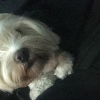 Maltese, Köpek  Arya fotoğrafı