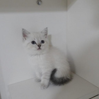 British Shorthair, Kedi  Dudu fotoğrafı