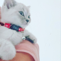 British Shorthair, Kedi  Dudu fotoğrafı