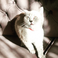 British Shorthair, Kedi  Dudu fotoğrafı