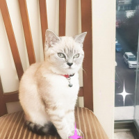 British Shorthair, Kedi  Dudu fotoğrafı