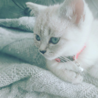 British Shorthair, Kedi  Dudu fotoğrafı