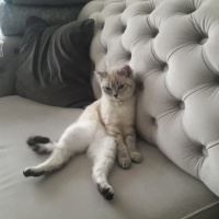 British Shorthair, Kedi  Dudu fotoğrafı