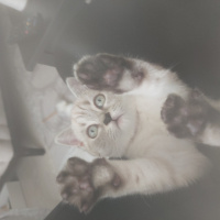 British Shorthair, Kedi  Dudu fotoğrafı
