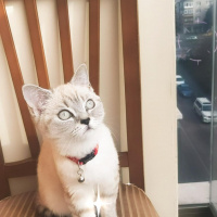 British Shorthair, Kedi  Dudu fotoğrafı