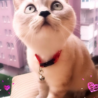 British Shorthair, Kedi  Dudu fotoğrafı