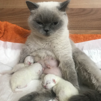 British Shorthair, Kedi  Coco fotoğrafı