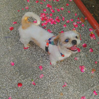 Shih Tzu, Köpek  Fistik fotoğrafı