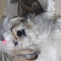 Shih Tzu, Köpek  Fistik fotoğrafı