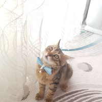 Tekir Kedi, Kedi  Boncuk fotoğrafı