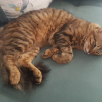 Tekir Kedi, Kedi  Boncuk fotoğrafı