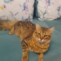 Tekir Kedi, Kedi  Boncuk fotoğrafı