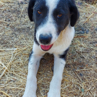 Sokö (Sokak Köpeği), Köpek  Mercan fotoğrafı