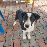 Sokö (Sokak Köpeği), Köpek  Mercan fotoğrafı