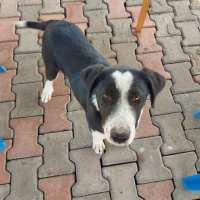Sokö (Sokak Köpeği), Köpek  Mercan fotoğrafı