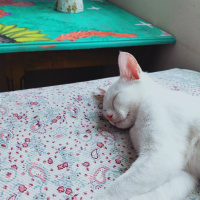 Ankara Kedisi, Kedi  Mia fotoğrafı