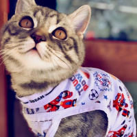 Scottish Fold, Kedi  Asil fotoğrafı