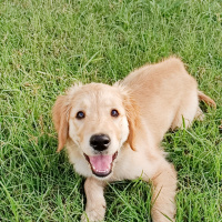 Golden Retriever, Köpek  Venüs fotoğrafı