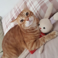 Sarman, Kedi  Saman fotoğrafı