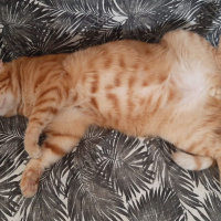 Sarman, Kedi  Saman fotoğrafı