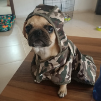Pug, Köpek  Çıtır fotoğrafı