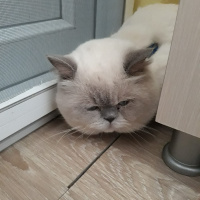 British Shorthair, Kedi  Duman fotoğrafı