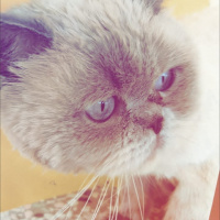 British Shorthair, Kedi  Duman fotoğrafı
