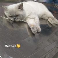 British Shorthair, Kedi  Duman fotoğrafı