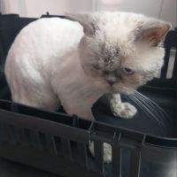 British Shorthair, Kedi  Duman fotoğrafı