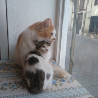 Tekir Kedi, Kedi  Behlül &bihter fotoğrafı