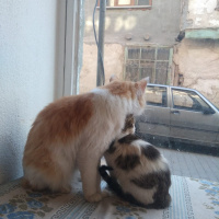Tekir Kedi, Kedi  Behlül &bihter fotoğrafı