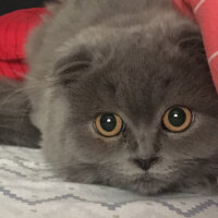 Scottish Fold, Kedi  Hera fotoğrafı