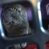 Scottish Fold, Kedi  Hera fotoğrafı