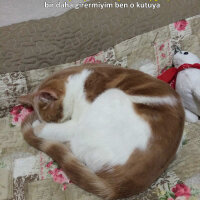 Sarman, Kedi  Lokum fotoğrafı