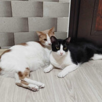 Sarman, Kedi  Lokum fotoğrafı