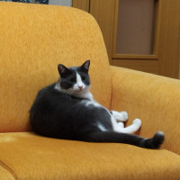 Mavi Rus, Kedi  Köpük fotoğrafı