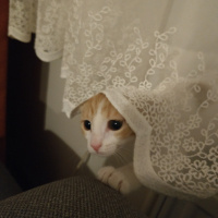 Sarman, Kedi  Portik fotoğrafı