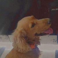 Amerikan Cocker Spaniel, Köpek  Cooper fotoğrafı