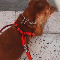 Amerikan Cocker Spaniel, Köpek  Cooper fotoğrafı