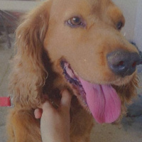 Amerikan Cocker Spaniel, Köpek  Cooper fotoğrafı