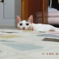 Tekir Kedi, Kedi  müezza fotoğrafı